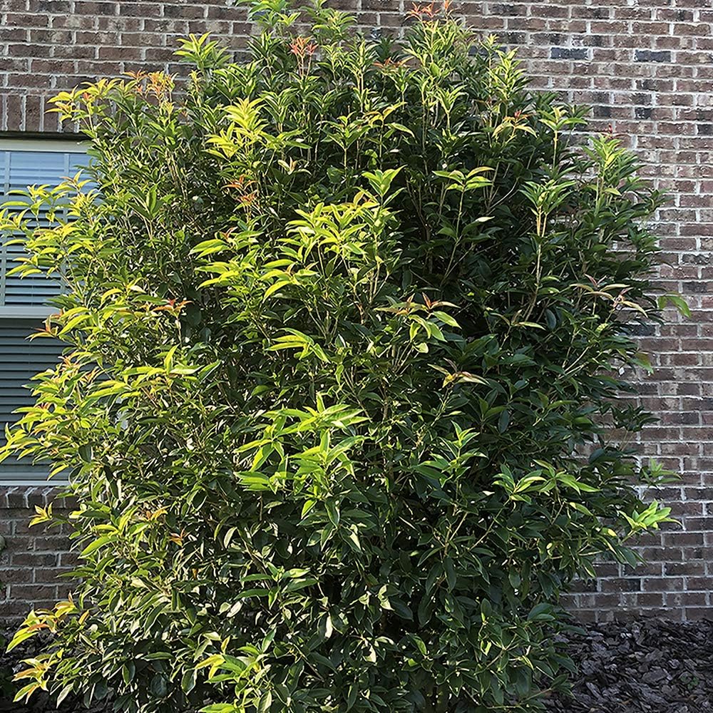 White Blooms Osmanthus 2.25 Gal G22429