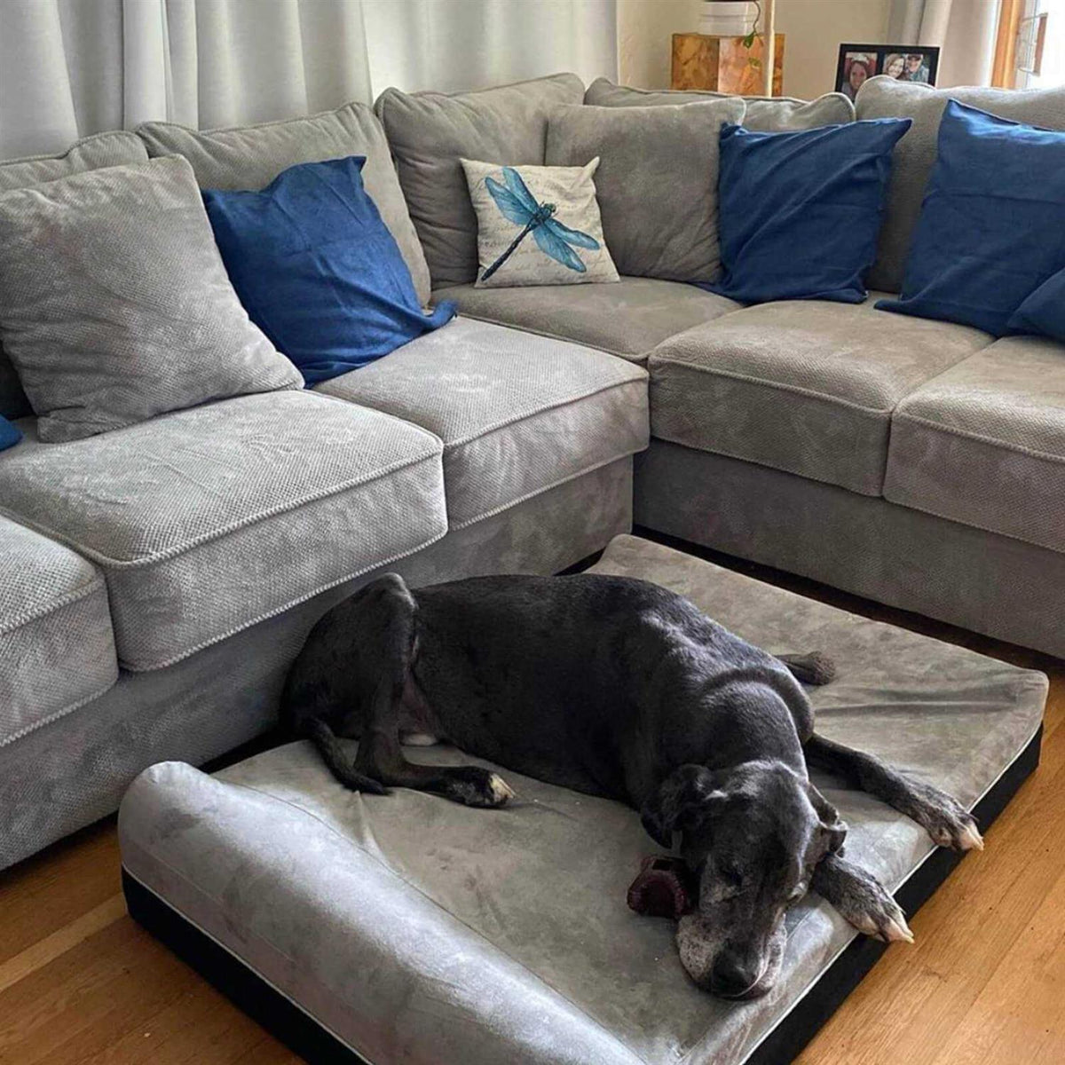 Large Orthopedic Memory Foam Dog Bed O660207