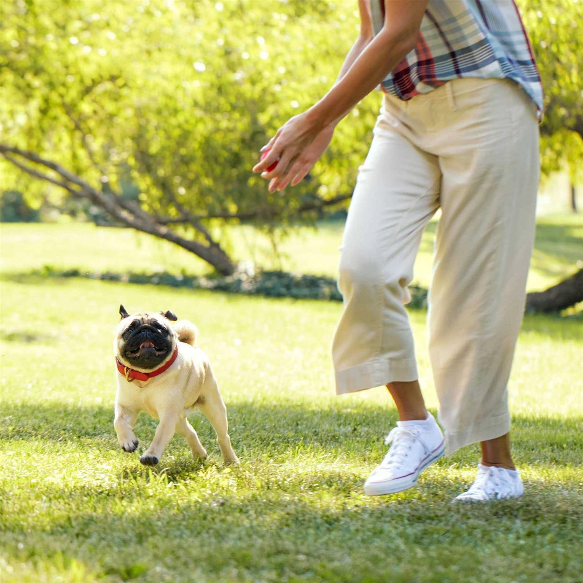 Grain Free Dog Y188