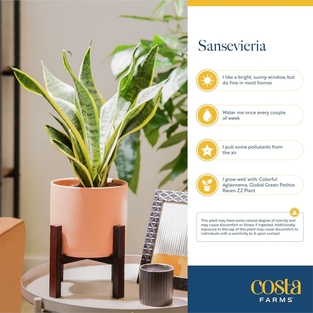 Snake Plant, Live Indoor Sansevieria Plant, Potted in Indoor Plant Pot, 8-Inches Tall Y65704