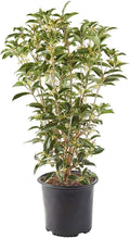 White Blooms Osmanthus 2.25 Gal G22429