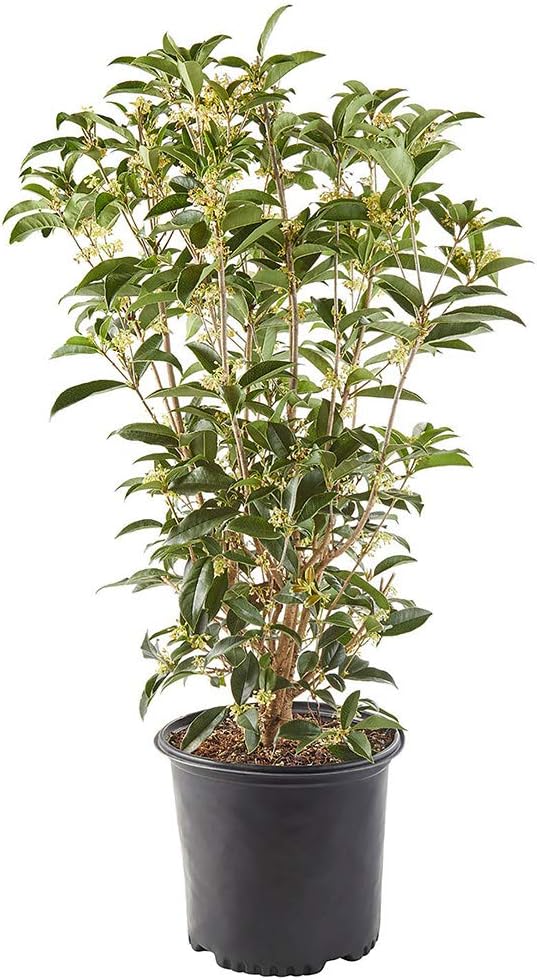 White Blooms Osmanthus 2.25 Gal G22429