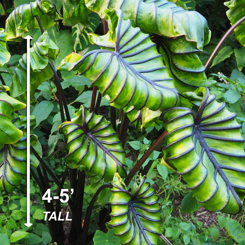 Elephant Ear Bulbs, 7/9 inches (Bag of 1) I95641