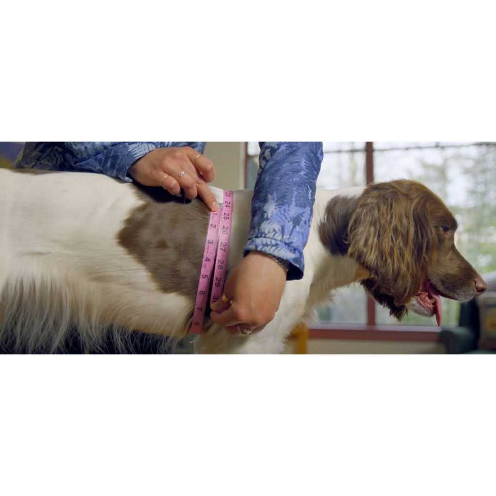 Dog Harness J328540