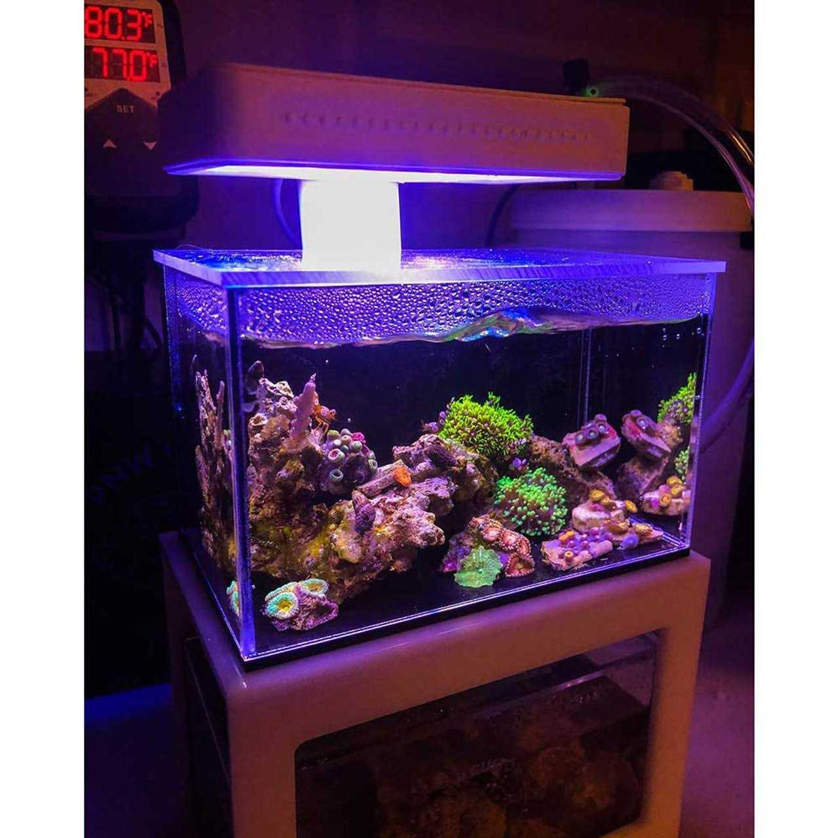 40oz Desktop Aquarium S594