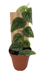 Monstera dubia - 4" Pot V195582