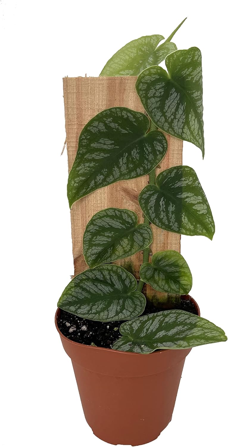 Monstera dubia - 4" Pot V195582