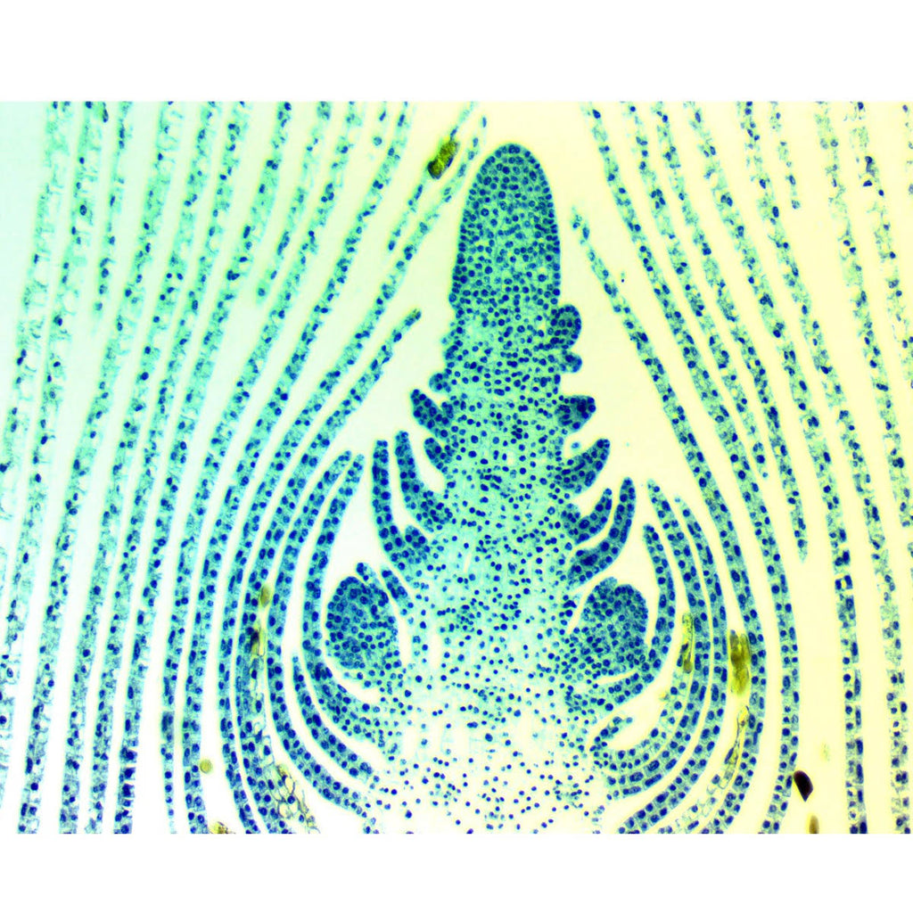 8MP USB3.0 Digital Microscope Camera with Calibration Slide Y4981