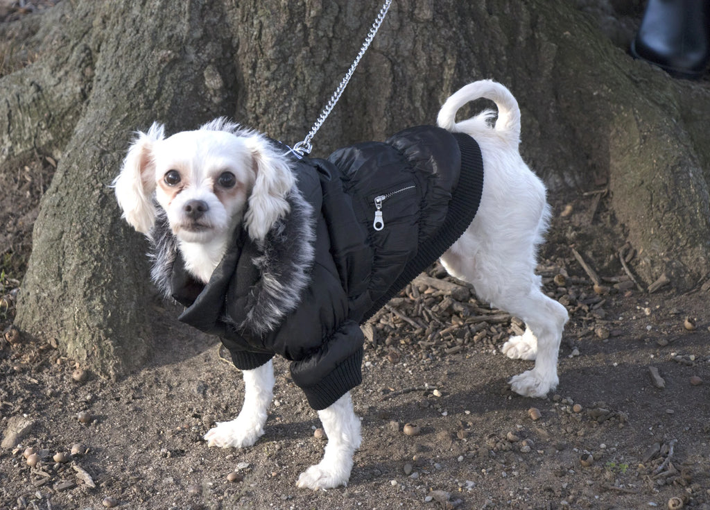 3M Insulated Dog Coat Parka with Removable Hood Q1635