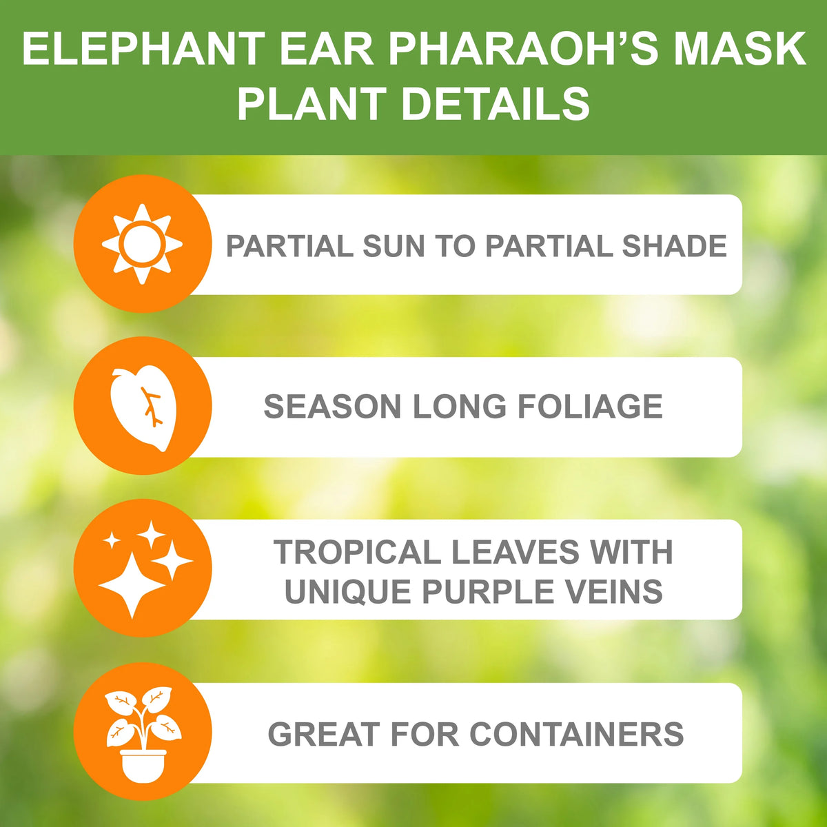 Elephant Ear Bulbs, 7/9 inches (Bag of 1) I95641