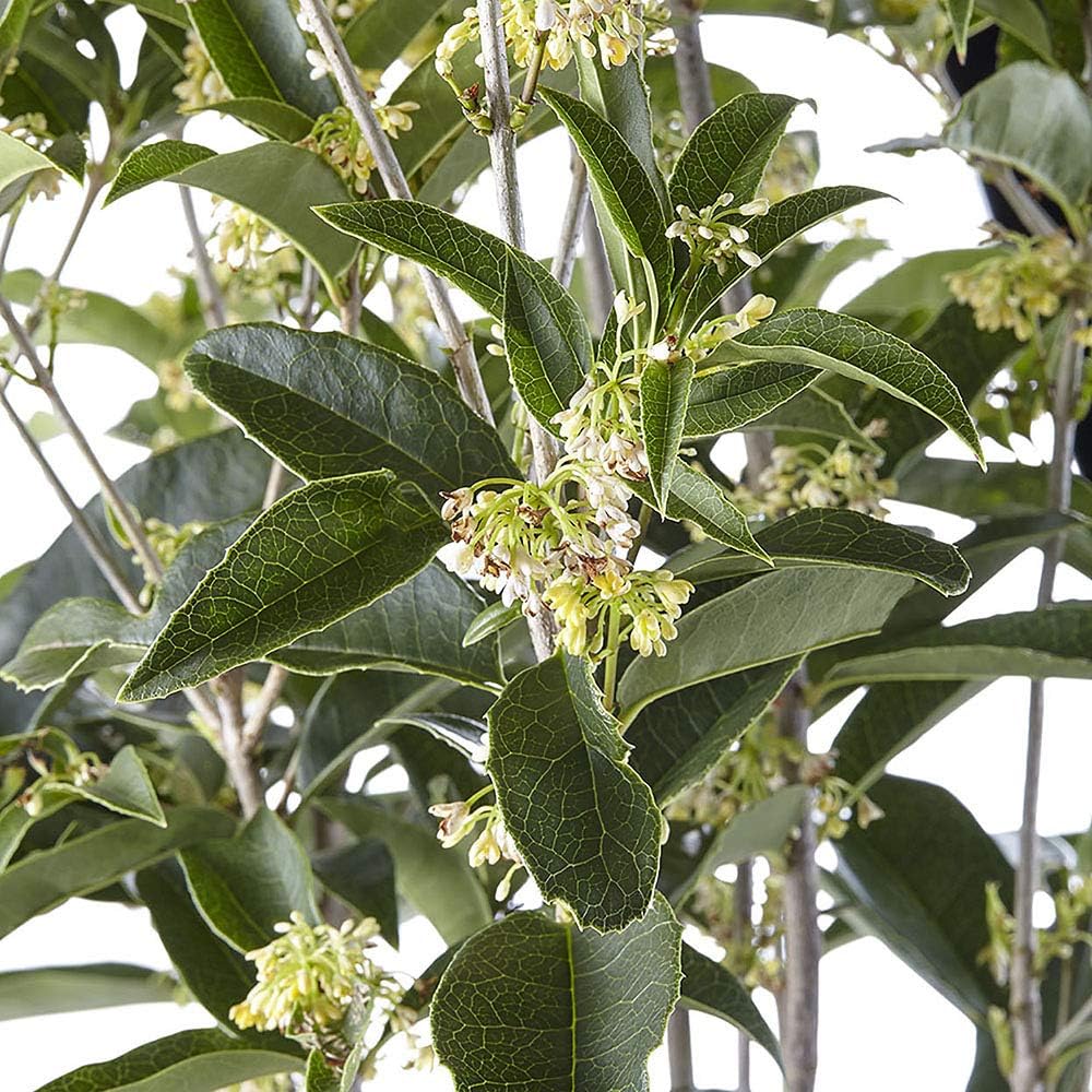 White Blooms Osmanthus 2.25 Gal G22429