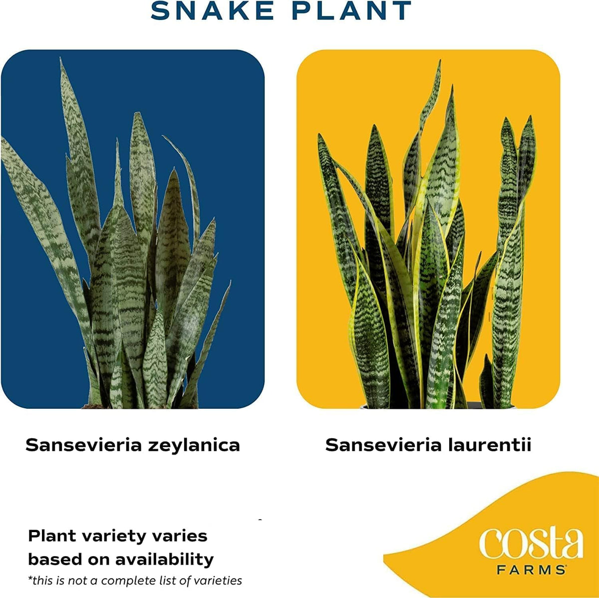 Snake Plant, Live Indoor Sansevieria Plant, Potted in Indoor Plant Pot, 8-Inches Tall Y65704