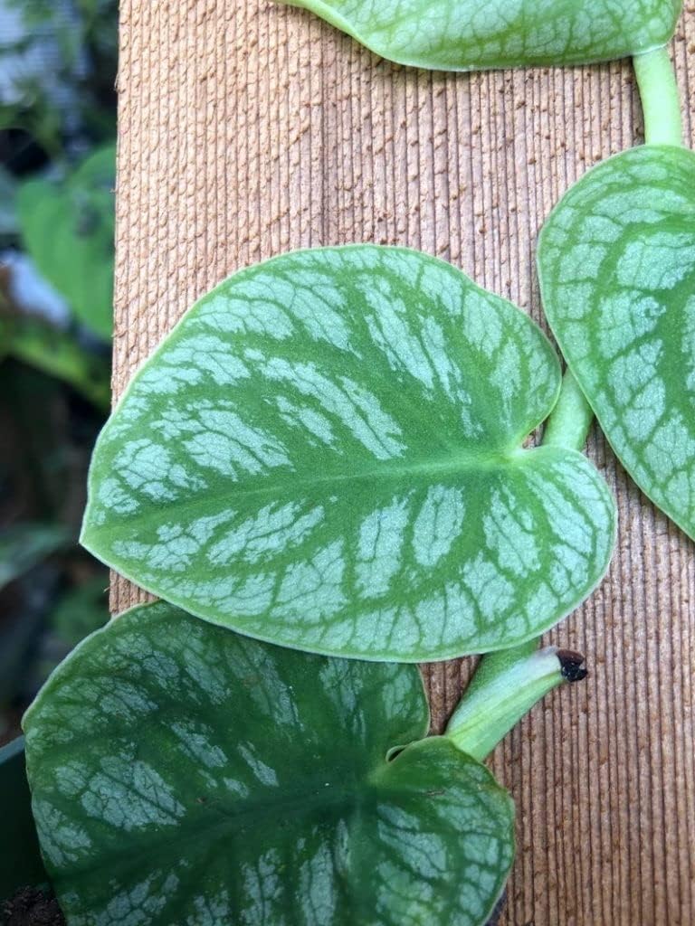 Monstera dubia - 4" Pot V195582