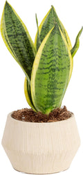Snake Plant, Live Indoor Sansevieria Plant, Potted in Indoor Plant Pot, 8-Inches Tall Y65704