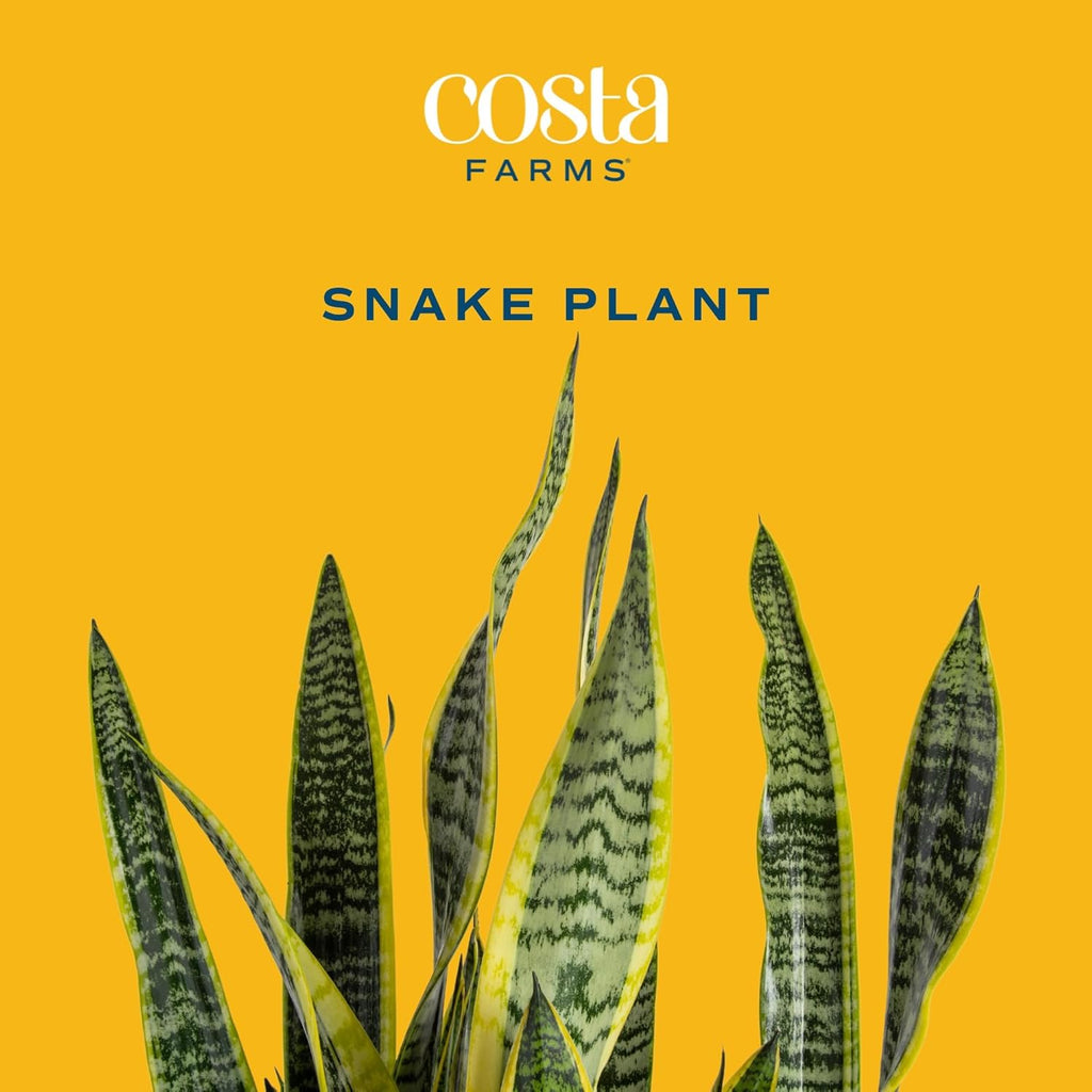 Snake Plant, Live Indoor Sansevieria Plant, Potted in Indoor Plant Pot, 8-Inches Tall Y65704