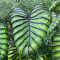 Elephant Ear Bulbs, 7/9 inches (Bag of 1) I95641