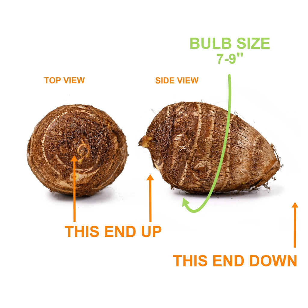 Elephant Ear Bulbs, 7/9 inches (Bag of 1) I95641