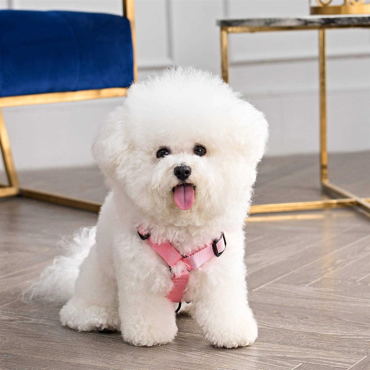 Velour Pet Harness and Leash Set N396467