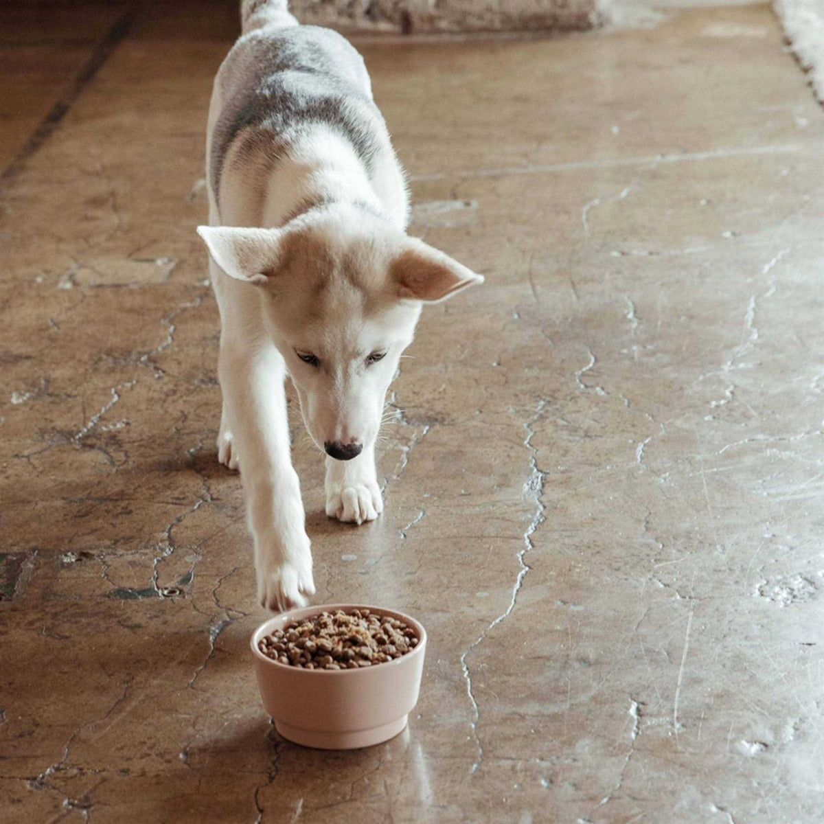 Sweet Potato & Carrot Dry Dog Food W53158