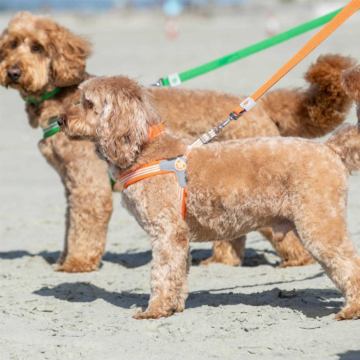 Dog Harness W256887