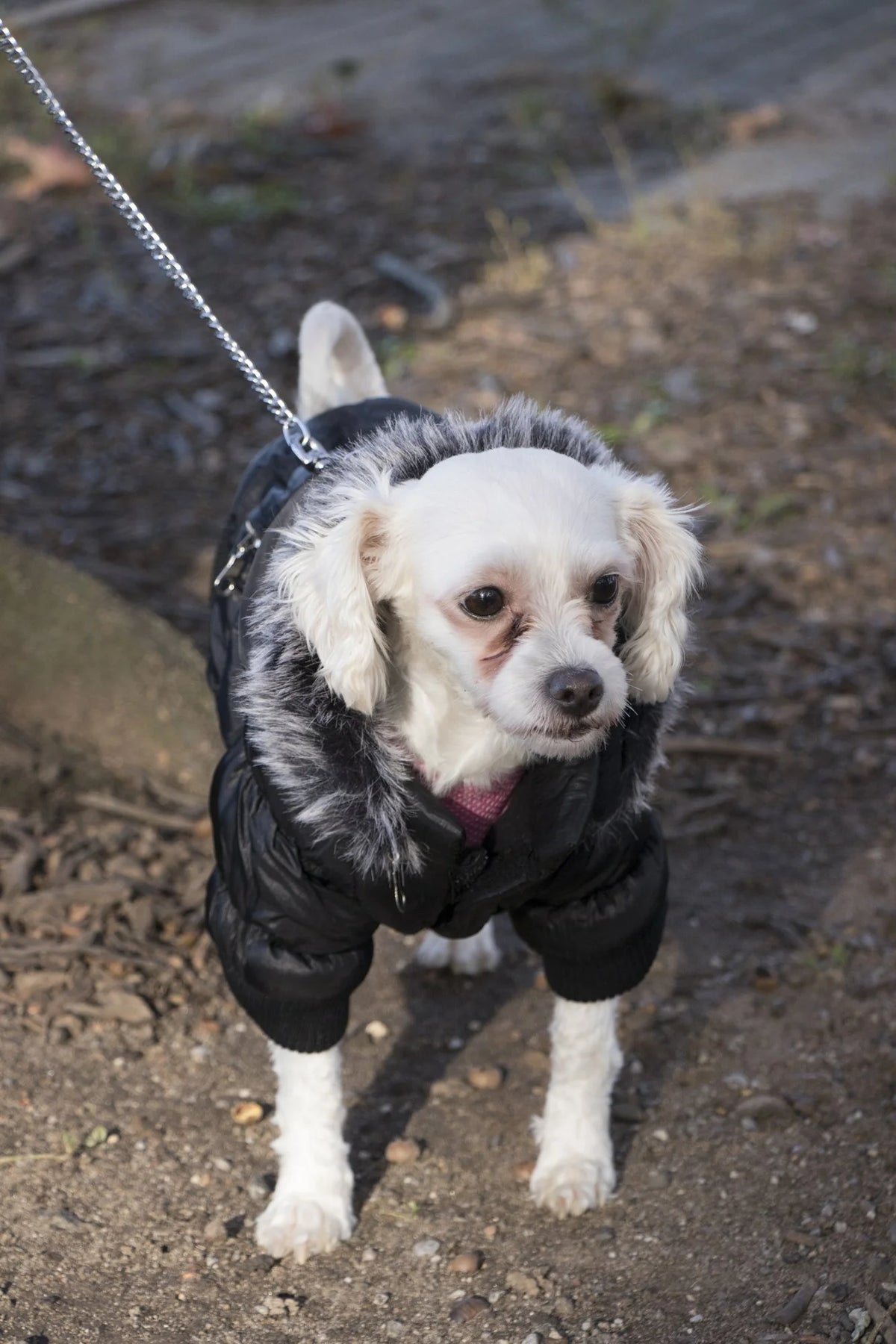 3M Insulated Dog Coat Parka with Removable Hood Q1635